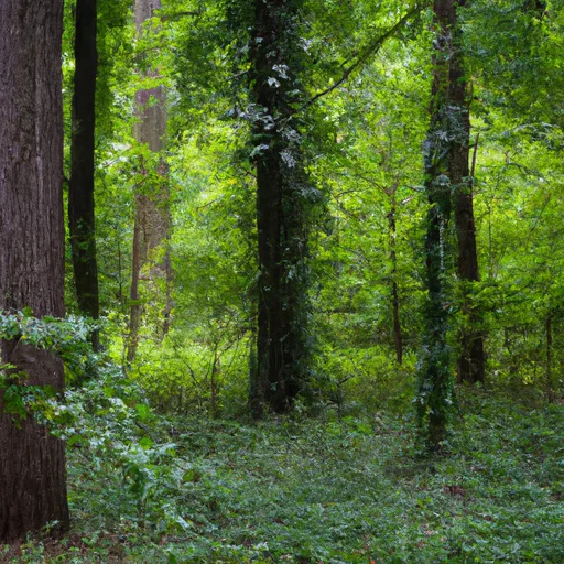 Wooded forest parcel in Hendricks County, IN