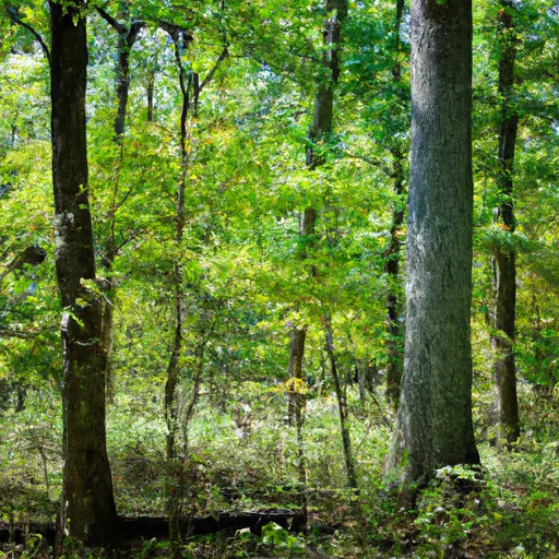 Wooded forest parcel in Marion County, IN